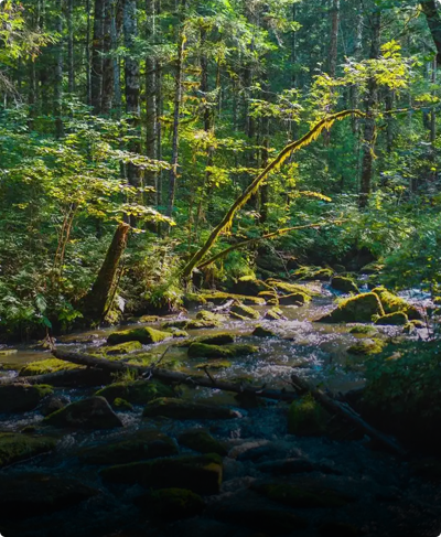Forest background